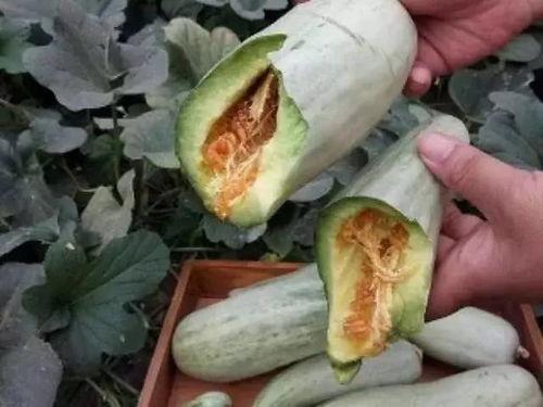 孕妇吃绿色的瓜,营养与健康的双重守护