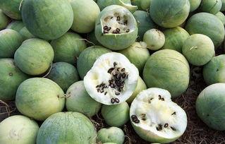 籽瓜不能随便吃吗,为何不能随便食用？