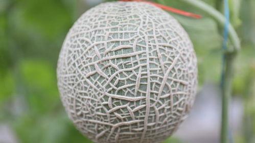 迷人吃瓜,迷人吃瓜，一网打尽明星幕后故事