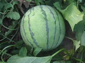 吃瓜拉瓜是什么原因,揭秘“吃瓜拉瓜”现象背后的社会心理动因