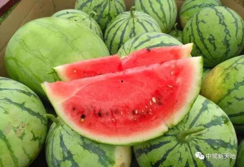 今日吃瓜91热门大瓜,吃瓜91热门大瓜盘点，揭秘娱乐圈最新动态