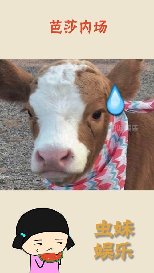 抖音吃瓜盟主,揭秘网红圈幕后故事