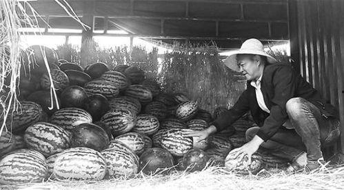 塘下吃瓜群众事件,一场网络舆论的风波与反思