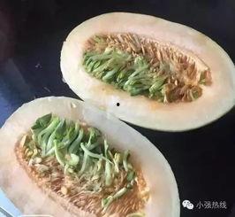 条条吃哈密瓜,探寻新疆甜蜜果实的魅力之旅