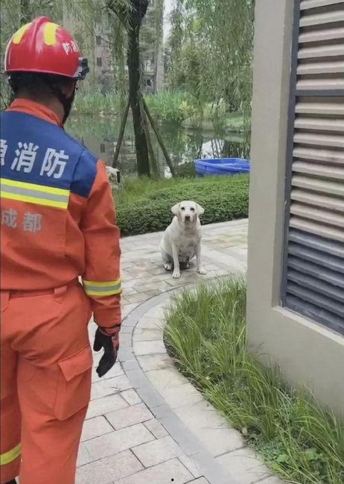吃瓜的白狗后续,吃瓜白狗的奇幻冒险之旅