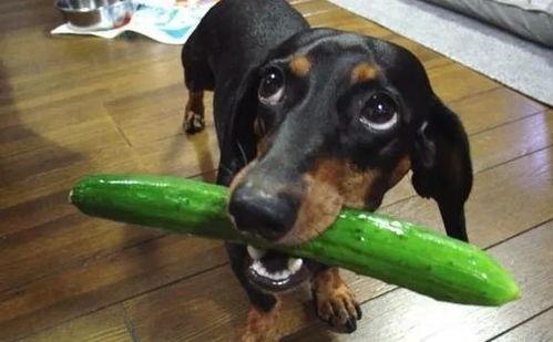 吃瓜的白狗后续,吃瓜白狗的奇幻冒险之旅