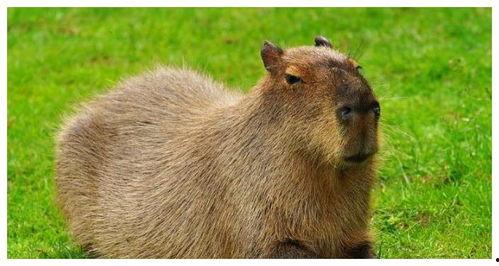 娱乐吃瓜酱水豚,揭秘水豚界的萌宠传奇