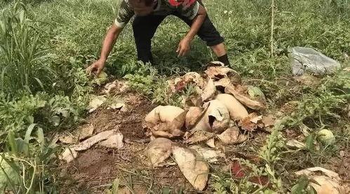 曹县最新吃瓜事件,揭秘网络热议背后的真相