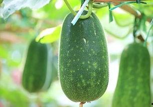 吃瓜热瓜,吃瓜热瓜背后的真相与内幕