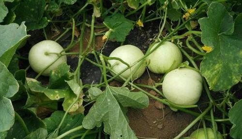 千城小区吃瓜,吃瓜群众见证的社区风云录