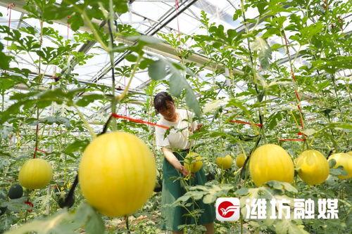 潍坊吃瓜本人,揭秘当地特色美食背后的故事