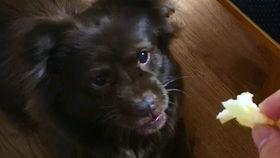 吃瓜围观的狗子,揭秘娱乐圈幕后故事