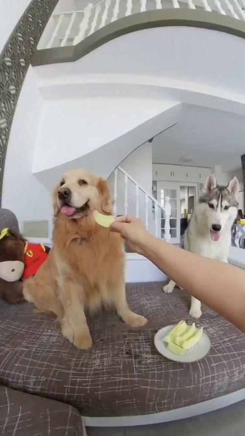 吃瓜围观的狗子,揭秘娱乐圈幕后故事