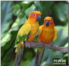 金太阳鹦鹉吃瓜,金太阳鹦鹉的夏日瓜果盛宴