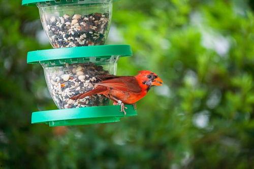 金太阳鹦鹉吃瓜,金太阳鹦鹉的夏日瓜果盛宴