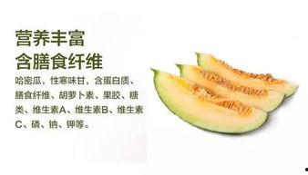 来哈密吃瓜,美食之旅尽享舌尖盛宴