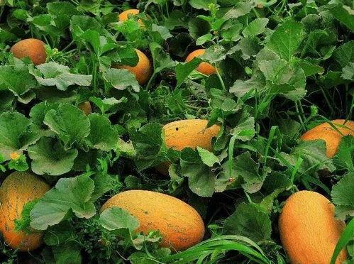 来哈密吃瓜,美食之旅尽享舌尖盛宴