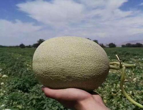 来哈密吃瓜,美食之旅尽享舌尖盛宴