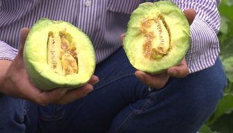 吃瓜勾起的回忆