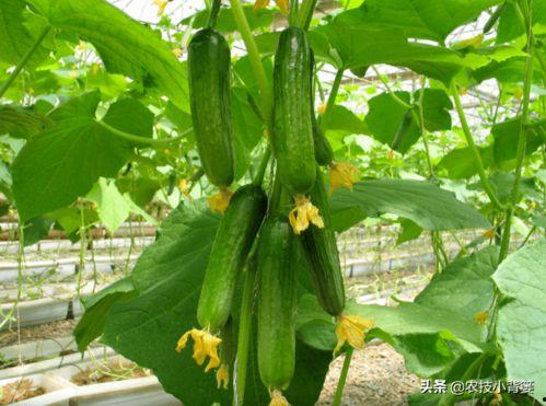 翔安实验吃瓜老师,揭秘校园八卦背后的真相