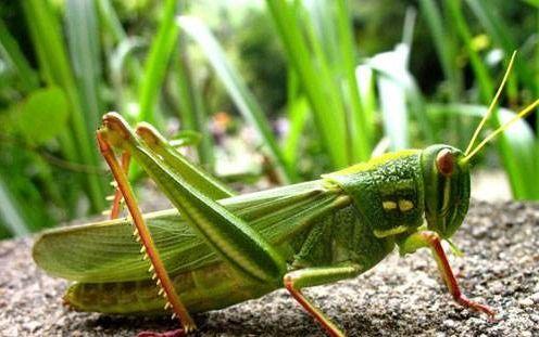 蝈蝈吃茭瓜么,自然界的和谐共生