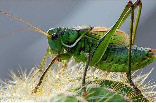 蝈蝈吃茭瓜么,自然界的和谐共生