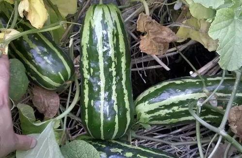 红衣哥吃捎瓜,一场甜蜜的夏日冒险