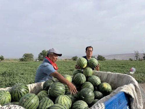 博州最新吃瓜,揭秘当地最新美食潮流