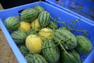 QQ上那种可以吃瓜的群,揭秘网络社交新现象