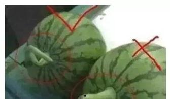 QQ上那种可以吃瓜的群,揭秘网络社交新现象