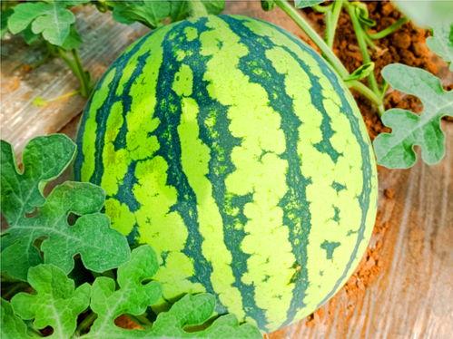 吃瓜看什么看,吃瓜群众看什么看？