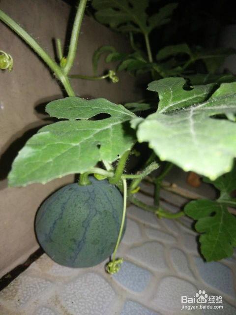 什么瓜是吃种子,揭秘种子如何成就美味佳肴