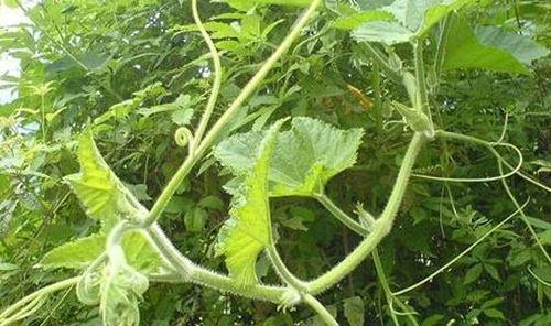 可以吃藤的瓜,探寻可食藤的神奇瓜类