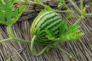 可以吃藤的瓜,探寻可食藤的神奇瓜类