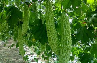 可以吃藤的瓜,探寻可食藤的神奇瓜类