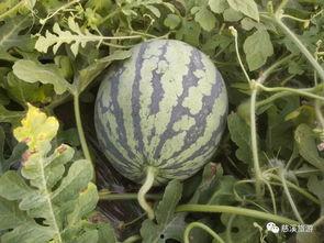 西职吃瓜,一场别开生面的“吃瓜”盛宴