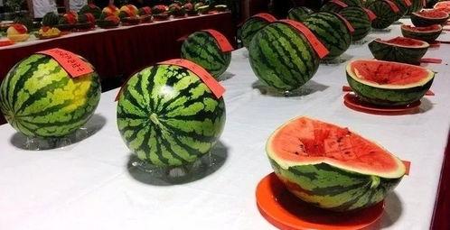 西职吃瓜,一场别开生面的“吃瓜”盛宴