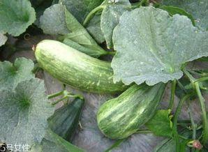 酥瓜怎么调着吃,解锁夏日清新口感