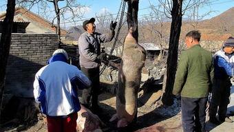 会宁吃瓜事件,一场网络舆论的风波与反思