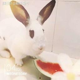 软萌兔吃瓜,趣味横生的萌宠日常