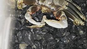 沙蟹吃瓜吗,揭秘海洋中的独特饮食习惯