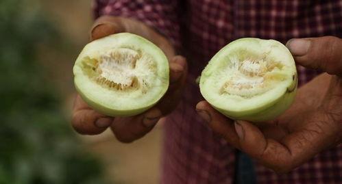 辉县直播吃瓜,辉县网红现象背后的故事