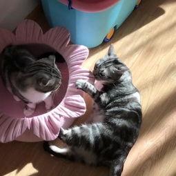 猫咪吃不吃葫芦瓜,猫咪饮食中的神秘元素