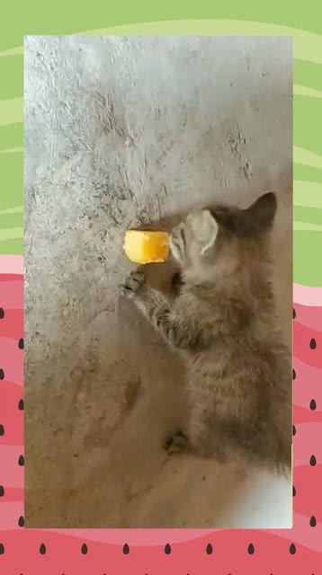 猫咪吃不吃葫芦瓜,猫咪饮食中的神秘元素