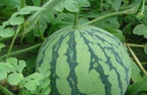 吃瓜不知瓜甜,探寻真相背后的甜蜜与苦涩