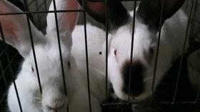 吃瓜的兔子小姐,吃瓜兔子小姐的趣味生活点滴