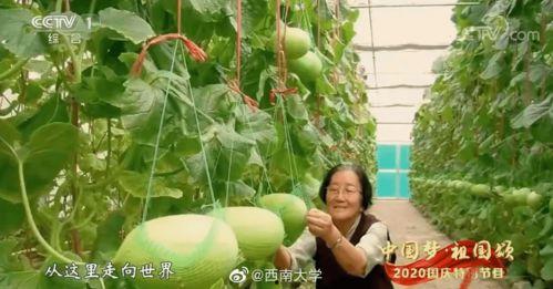 奉节教师吃瓜,揭秘校园里的“瓜田”风云