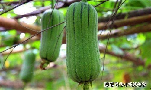 常吃活血瓜,家常美食中的健康守护者