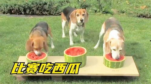 主人给小狗吃瓜,主人与小狗共享甜蜜时光