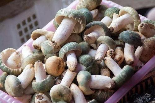 吃瓜吃虫吃菌子是什么菜